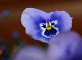 --Flowers 2013 2014-