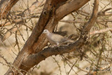 Afrikansk turkduva - African Collared Dove (Streptopelia roseogrisea)