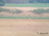 Prärietrana - Sandhill Crane (Grus canadensis)