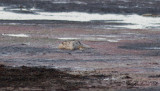 Rödhalsad snäppa - Red-necked Stint (Calidris ruficollis)