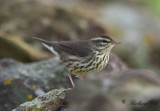 Nordlig piplärksångare - Northern Waterthrush (Parkesia noveboracensis)