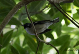 Blåryggad skogssångare - Black-throated Blue Warbler (Setophaga caerulescens)