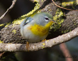 Messångare - Northern Parula (Parula americana)