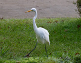 Amerikansk ägretthäger - American Great Egret (Egretta alba egretta)