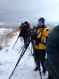 Stellers Eider - twitchers