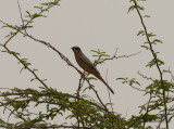 Hypokolius - Grey Hypocolius (Hypocolius ampelinus)