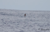 Swinhoes stormsvala - Swinhoe's storm petrel (Oceanodroma monorhis)