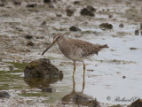 Mindre beckasinsnäppa - Short-billed dowitcher (Limnodromus griseus)