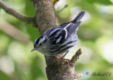 Svartvit skogssångare - Black-and-white Warbler (Mniotilta varia)