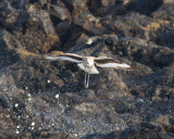 Bandvingad snäppa - Western Western Willet (Catoptrophorus semipalmatus)