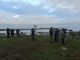 Spotted Sandpiper - twitchers