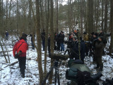 Middle Spotted Woodpecker - twitchers