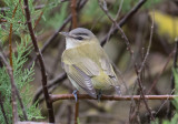 Rödögd Vireo - Red-eyed Vireo (Vireo olivaceus)