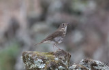 Gråkindad skogstrast - Grey-Cheeked Thrush (Catharus minimus)