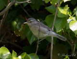 Stensångare - Sulphur-bellied warbler (Phylloscopus griseolus)