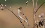 Stäppsångare - Booted Warbler (Iduna caligata)