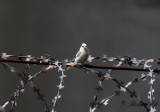 Azurmes - Azure Tit (Cyanistes cyanus)