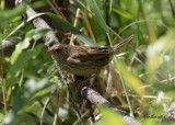 Träsksångare - Lanceolated Warbler (Locustella lanceolata)
