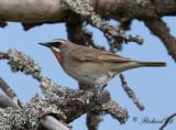 Rubinnäktergal - Siberian Rubythroat (Luscinia calliope)