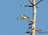 Nötväcka - Eurasian Nuthatch (Sitta europaea asiatica)
