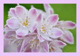 Deutzia hybrida Strawberry Fields - Bruidsbloem
