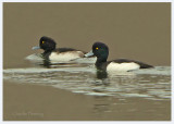 Tufted Duck - Aythya fuligula
