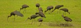 Glossy Ibis - Plegadis falcinellus
