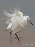 Little Egret - Egretta garzetta