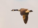 Canada Goose