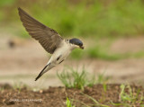 House Martin