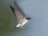 House Martin