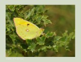 Colias croceus