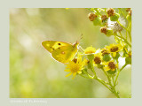 Colias croceus