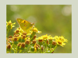 Colias croceus