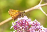 Large Skipper