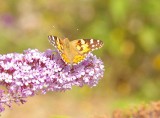 Painted Lady