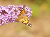 Painted Lady