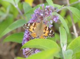Painted Lady