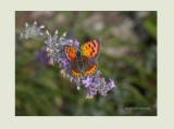 Small Copper