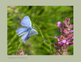 Common Blue (Polyommatus icarus)