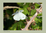 Large White, Pieris brassicae