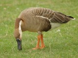 Swan Goose (Anser cygnoides)
