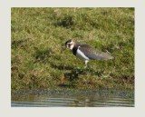 Lapwing (Vanellus vanellus