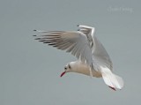 Black headed Gull
