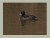 Tufted Duck (Aythya fuligula)