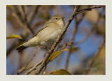 Siberian Chiffchaff Phylloscopus collybita(tristis)