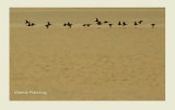 Common Scoter (Melanitta nigra)