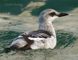 Black Guillemot Cepphus grylle