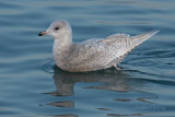 Iceland Gull (Larus glaucoides)