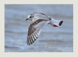 Little Gull (Hydrocoloeus minutus)